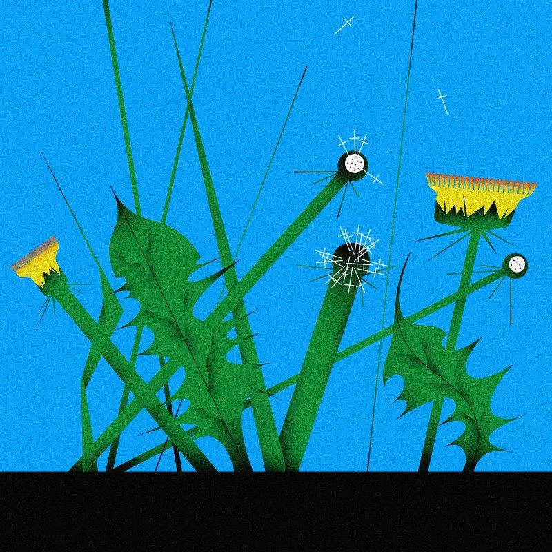 Eine Illustration von Löwenzahn und Pusteblumen.