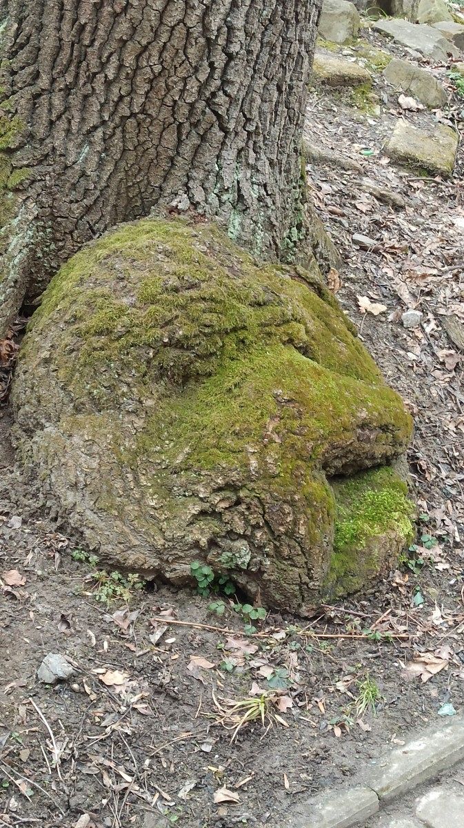 Part of a tree trunk covered with moss.