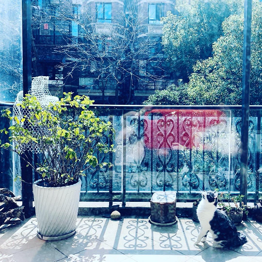 There are plants on a sunny balcony and a cat is sitting next to them, looking upwards.